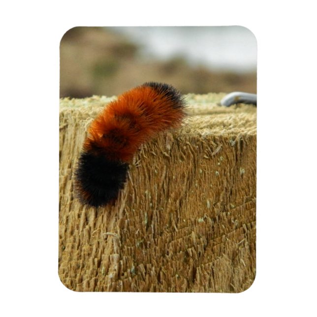 Fuzzy Caterpillar Magnet (Vertical)