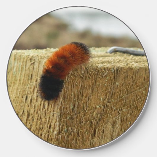 Fuzzy Caterpillar Wireless Charger (Front)