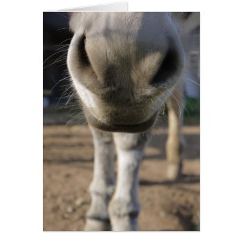 Fuzzy Donkey Nose Blank Card by HippieGeekFarmArt at Zazzle