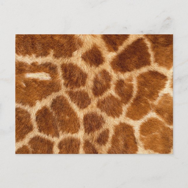 Fuzzy Giraffe Fur Pattern Postcard (Front)