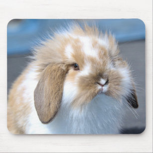 Fuzzy Holland Mini Dwarf Lop Bunny Rabbit Mouse Pad