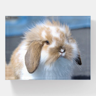 Fuzzy Holland Mini Dwarf Lop Bunny Rabbit Paperweight