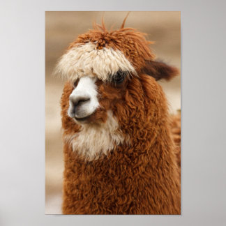 Llama Posters | Zazzle