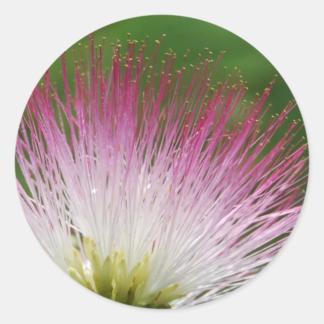 Fuzzy Mimosa flower Classic Round Sticker (Front)