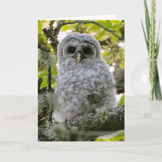 Fuzzy Owlet Barred Owl Thank You Card (Front)