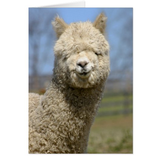 Fuzzy White Alpaca Face Cards (Front)