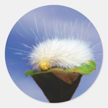 Fuzzy White Caterpillar Classic Round Sticker by CountryCorner at Zazzle