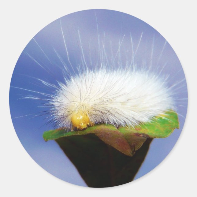 Fuzzy White Caterpillar Classic Round Sticker (Front)