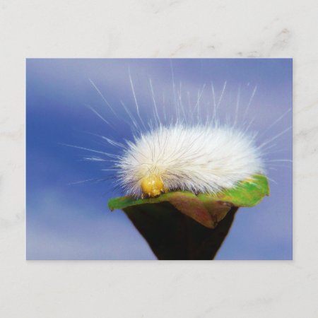 Fuzzy White Caterpillar Postcard