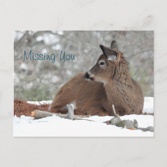Fuzzy White Tailed Deer Fawn /Missing you Postcard (Front)