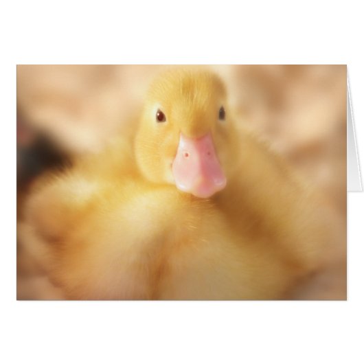Fuzzy Yellow Duck Easter Baby Duckling Cards (Front Horizontal)