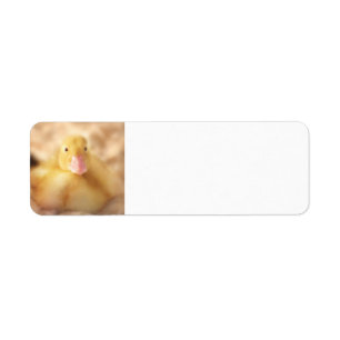Fuzzy Yellow Duck Easter Baby Duckling Label