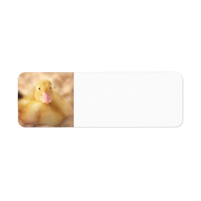 Fuzzy Yellow Duck Easter Baby Duckling Label (Front)