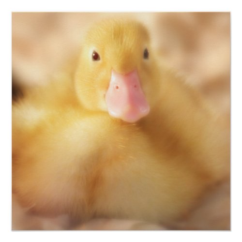 Fuzzy Yellow Duck Easter Baby Duckling Poster