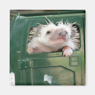 G.I. Hedgehog Magnet