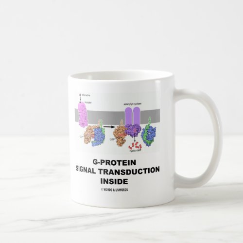 G_Protein Signal Transduction Inside Coffee Mug