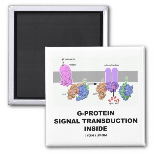 G-Protein Signal Transduction Inside Magnet