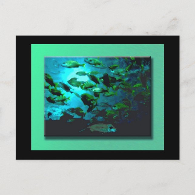 GA Aquarium Postcard (Front)