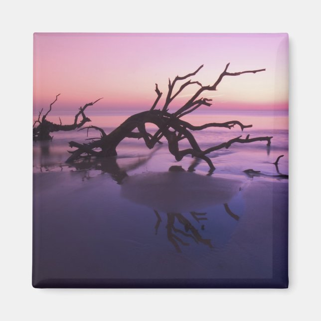 GA Jekyll Island, Tree graveyard on  beach at Magnet (Front)