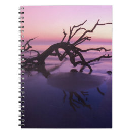 GA Jekyll Island, Tree graveyard on beach at Notebook