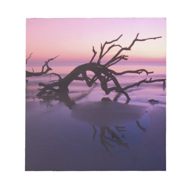 GA Jekyll Island, Tree graveyard on  beach at Notepad (Front)
