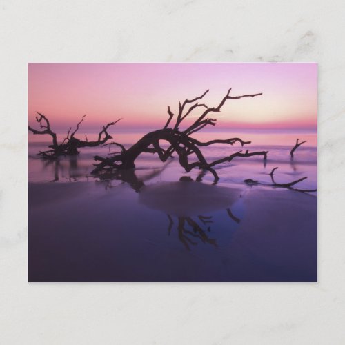 GA Jekyll Island Tree graveyard on  beach at Postcard