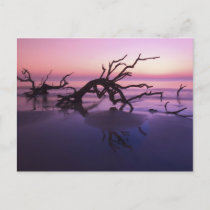 GA Jekyll Island, Tree graveyard on  beach at Postcard