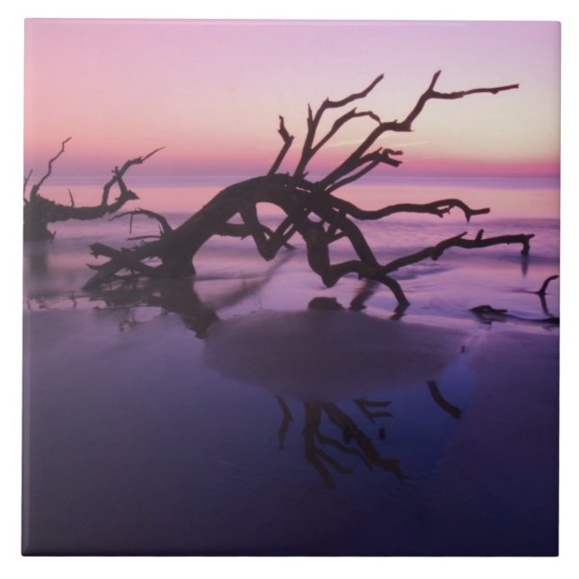GA Jekyll Island, Tree graveyard on  beach at Tile (Front)
