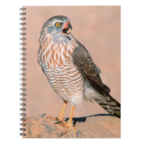 Gabar Goshawk Melierax Gabar Juvenile Notebook