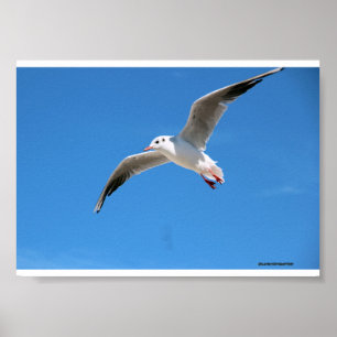 Gabbiano in volo nel cielo azzurro - fotografia na poster