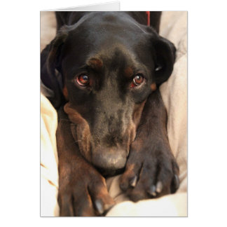 Gabby the Rescue Dog (Blank Card) Cards