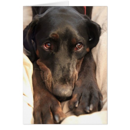 Gabby the Rescue Dog (Blank Card) Cards (Front)