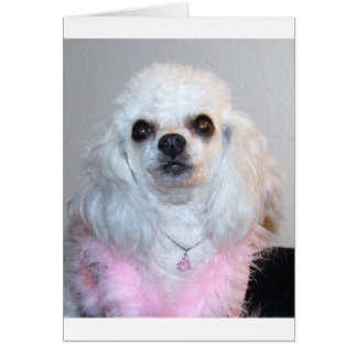 Gabby white poodle fancy dressed in Pink Cards