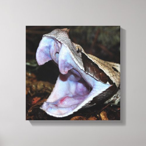 Gabon viper canvas print