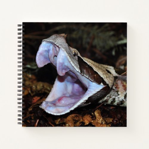 Gabon viper notebook