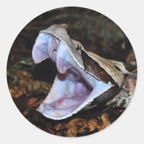 Gaboon viper classic round sticker