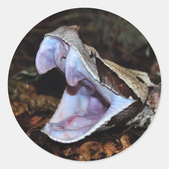 Gaboon viper classic round sticker (Front)