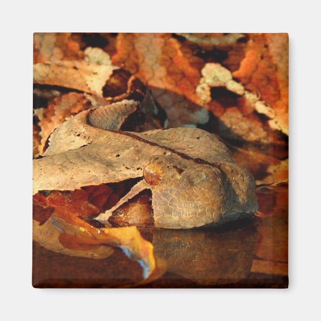 Gaboon Viper Magnet (Front)