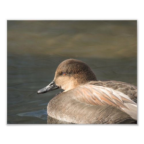 Gadwall Dabbling Duck  Photography Print