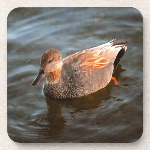 Gadwall Duck Drake on the Lake Beverage Coaster