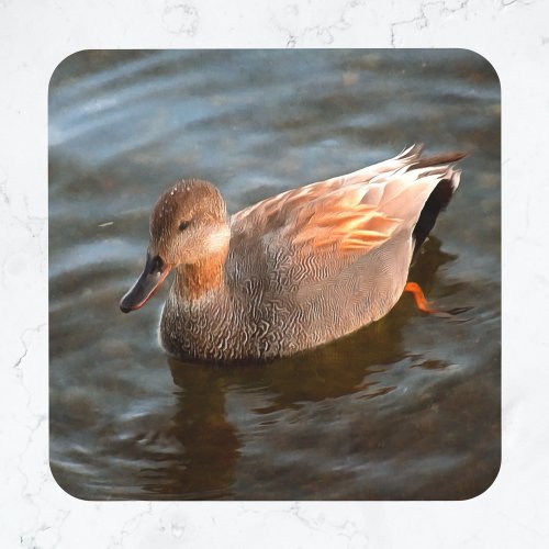 Gadwall Duck Drake on the Lake Glass Coaster