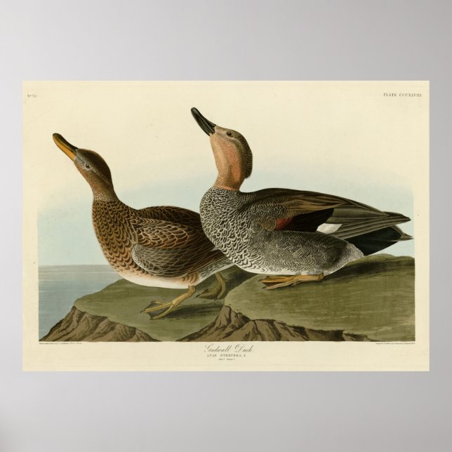 Gadwall Duck - John Audubon's Birds of America Poster (Front)