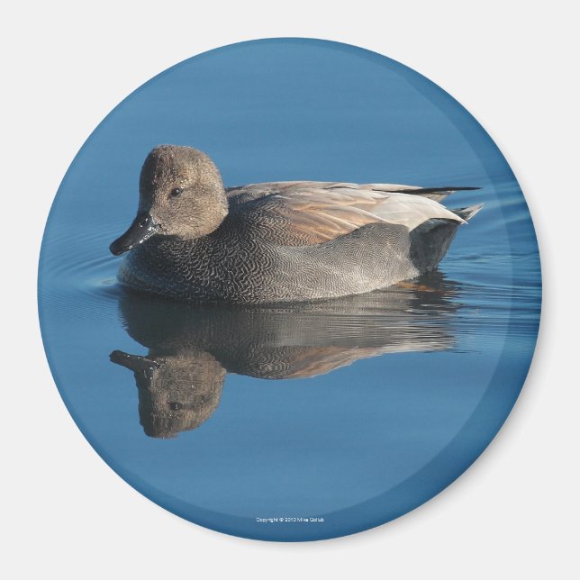 Gadwall Magnet (Front)