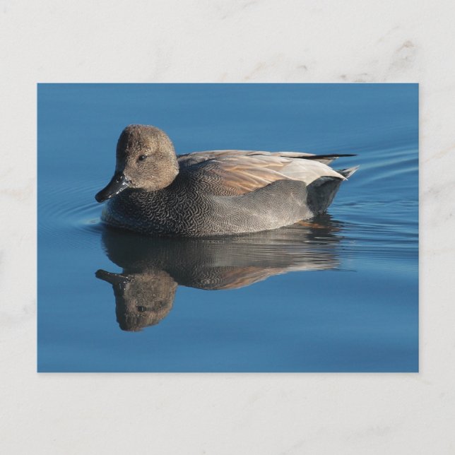 Gadwall Postcard (Front)