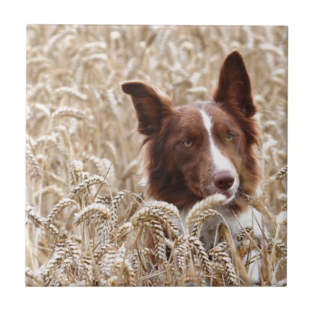 Gael Ceramic Tile (Front)