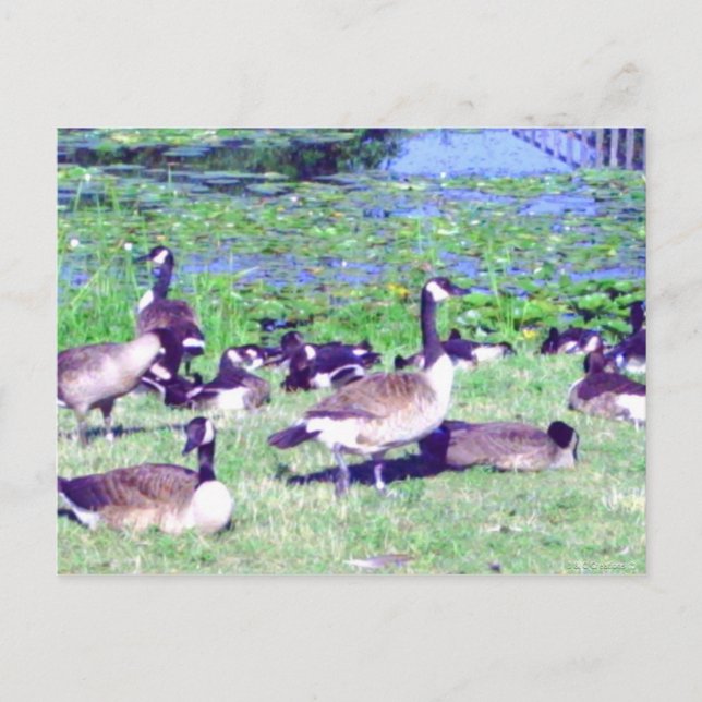 Gaggle of Geese Postcard (Front)