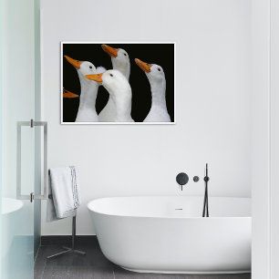 Gaggle of White Ducks Photo Poster
