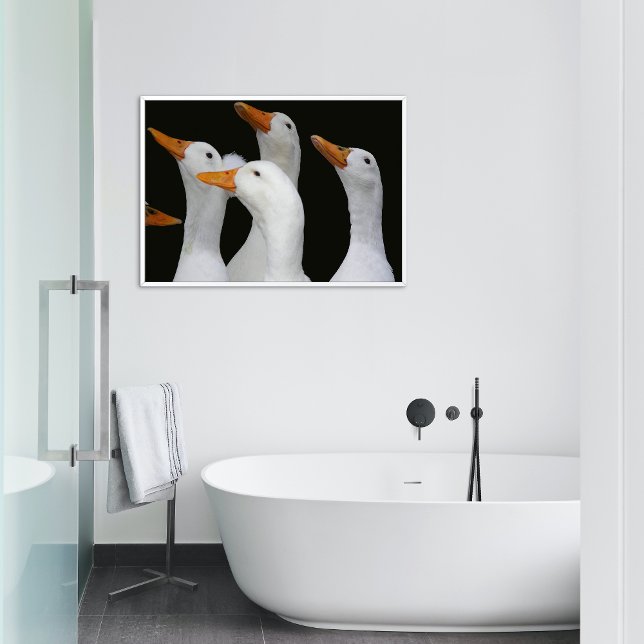 Gaggle of White Ducks Photo Poster (In Situ)