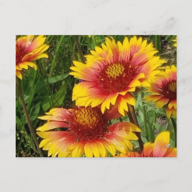 GAILARDIA ON THE PRAIRIE  - POSTCARD (Front)