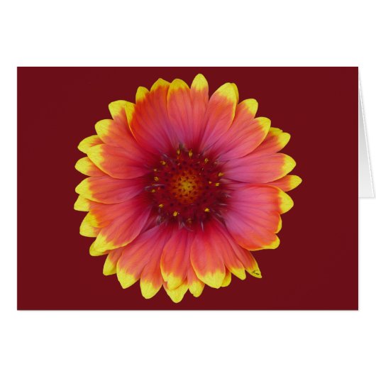 Gaillardia 1 cards (Front Horizontal)